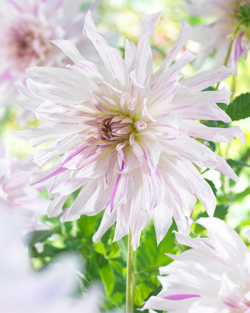 Dahlia Dekorativ Mom's Special 1-pack
